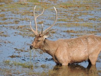 Deer in water