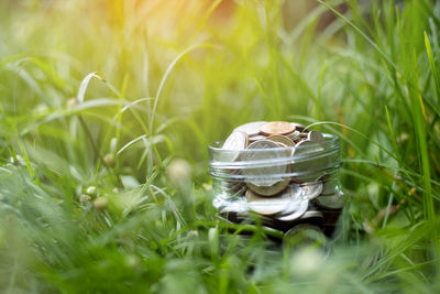 Close-up of wedding rings on grass in field