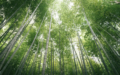 Low angle view of trees in forest