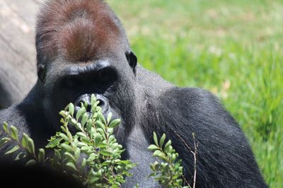 Close-up of a monkey