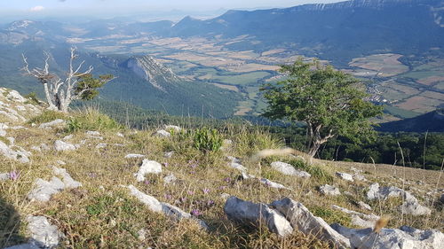 High angle view of trees on landscape