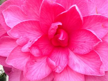 Detail shot of pink hydrangea flower