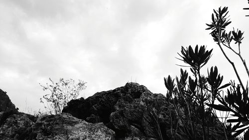 Low angle view of trees against sky