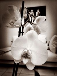 Close-up of flower at home