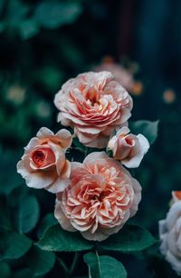 Close-up of rose bouquet