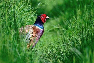 Close-up of a pheasant in long grass