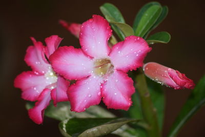 Close-up of wet pink rose flower