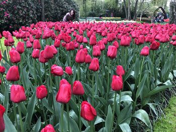 Close-up of red tulips in field