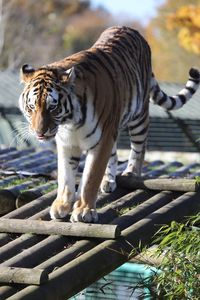 Close-up of tiger