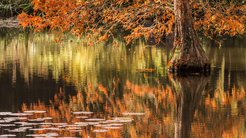 Reflection of trees in lake