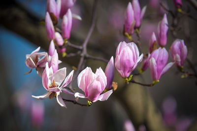 Close-up of pink flowering plant
