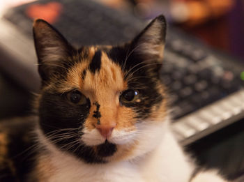 Close-up portrait of cat at home