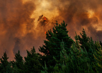 Low angle view of trees against orange sky