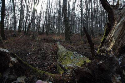 Trees in forest