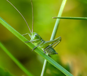 Close-up of insect on blade of grass