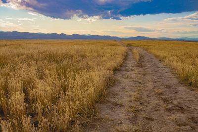 Scenic view of field against sky