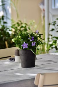 Close-up of potted purple plant on table
