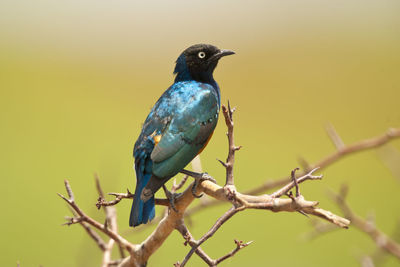 Close-up of bird perching on branch