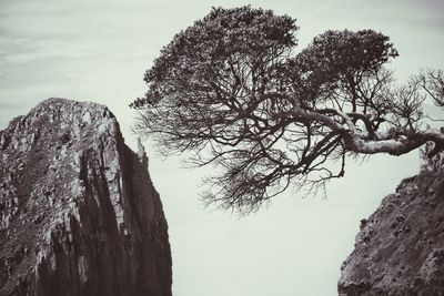 Low angle view of tree against sky