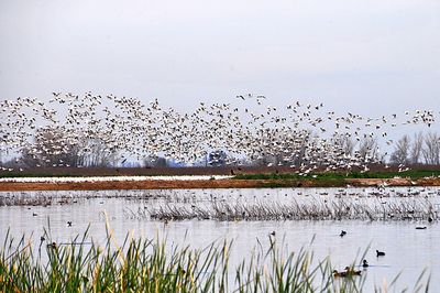 Birds flying over lake against sky