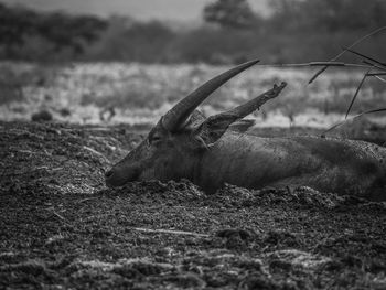 View of deer on land