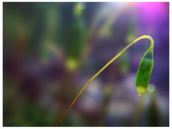 Close-up of plant against blurred background