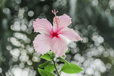 Close-up of pink flowering plant