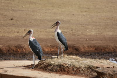 Gray heron perching on floor