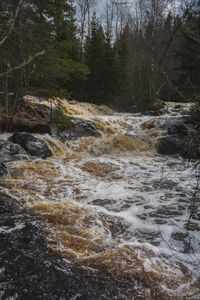River flowing in forest