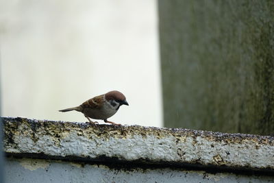 Bird perching on retaining wall