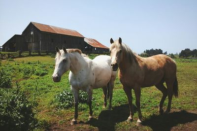 Horse grazing on field