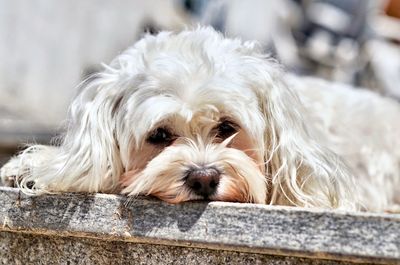 Close-up portrait of maltese dog