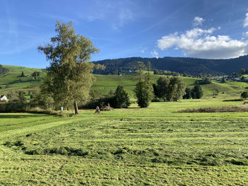 View of sheep grazing on field