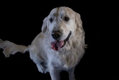 Close-up portrait of dog against black background