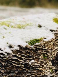 Close-up of mushroom growing on tree trunk