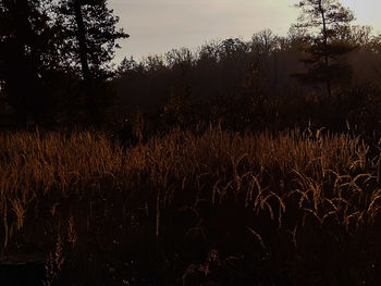 Scenic view of field against sky during sunset