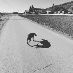 Man with dog on street