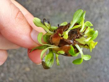 Close-up of hand holding grasshopper