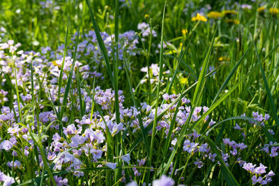 Close-up of purple flowering plants on field