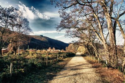 Road amidst plants and trees against sky