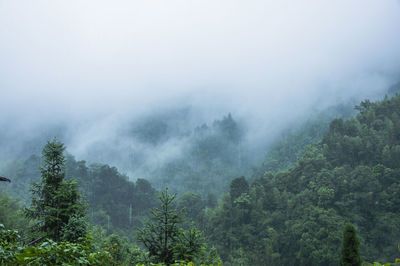 Trees in forest against sky