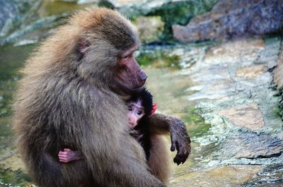 Infant embracing monkey by stream