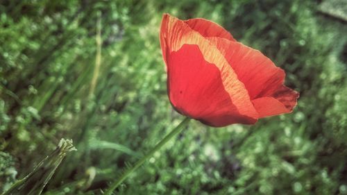 Close-up of red flower