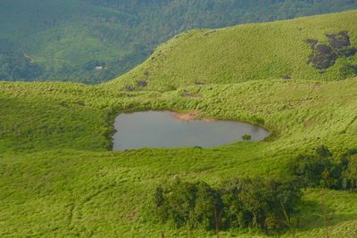 Scenic view of grassy field