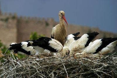 Close-up of birds in nest