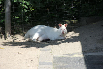 Cat relaxing on floor