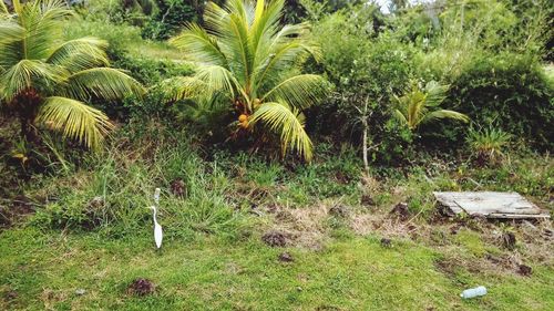 View of palm trees in field