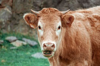 Beautiful brown cow portrait in the meadow