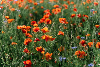 Poppy field  flowering in early summer in sunlight. poppy or papaver or common poppy or corn poppy