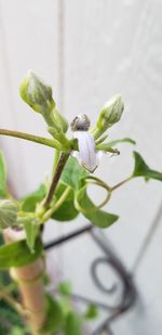 Close-up of flowering plant